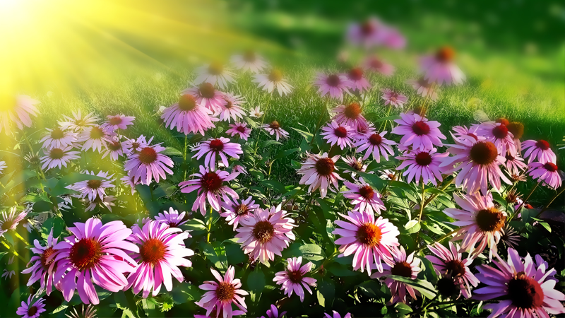 flores de bach